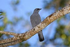 Barred Cuckooshrike